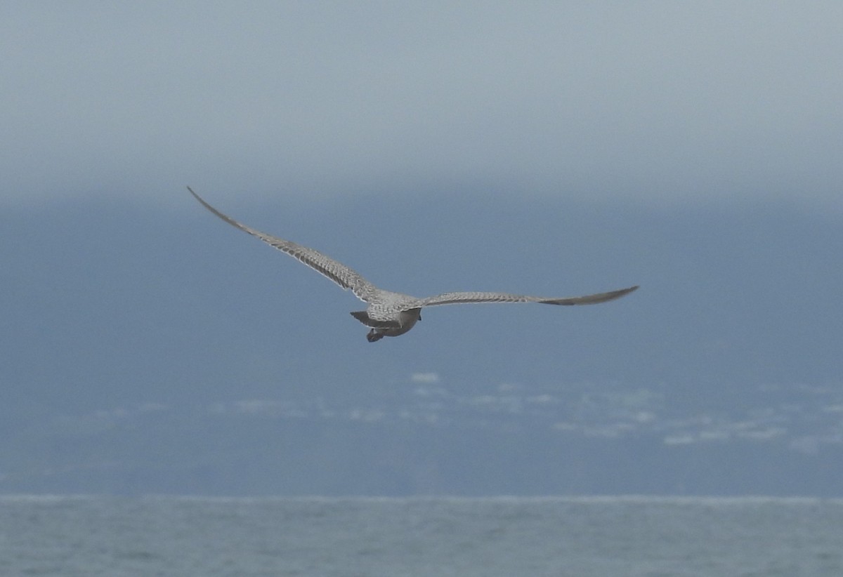 Мартиновий sp. - ML647592569