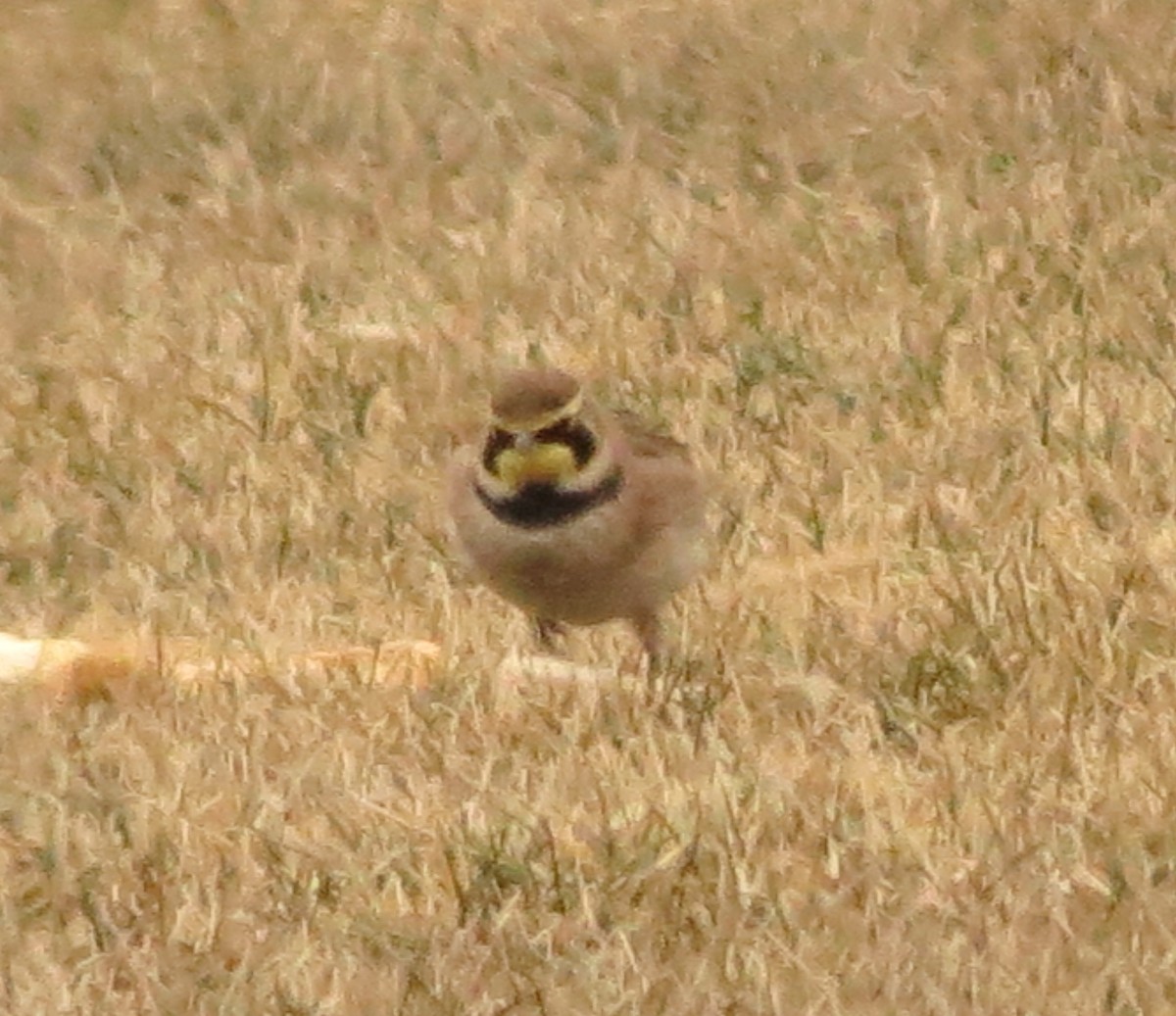 Horned Lark - ML647592577