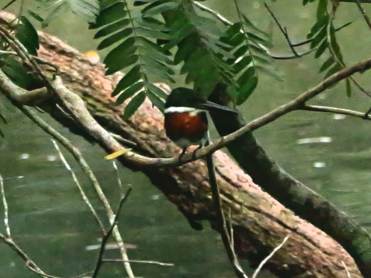 Green Kingfisher - ML647592578