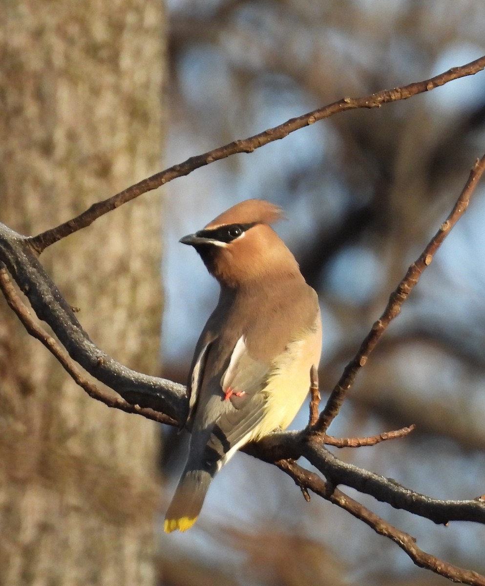 Cedar Waxwing - ML647592579