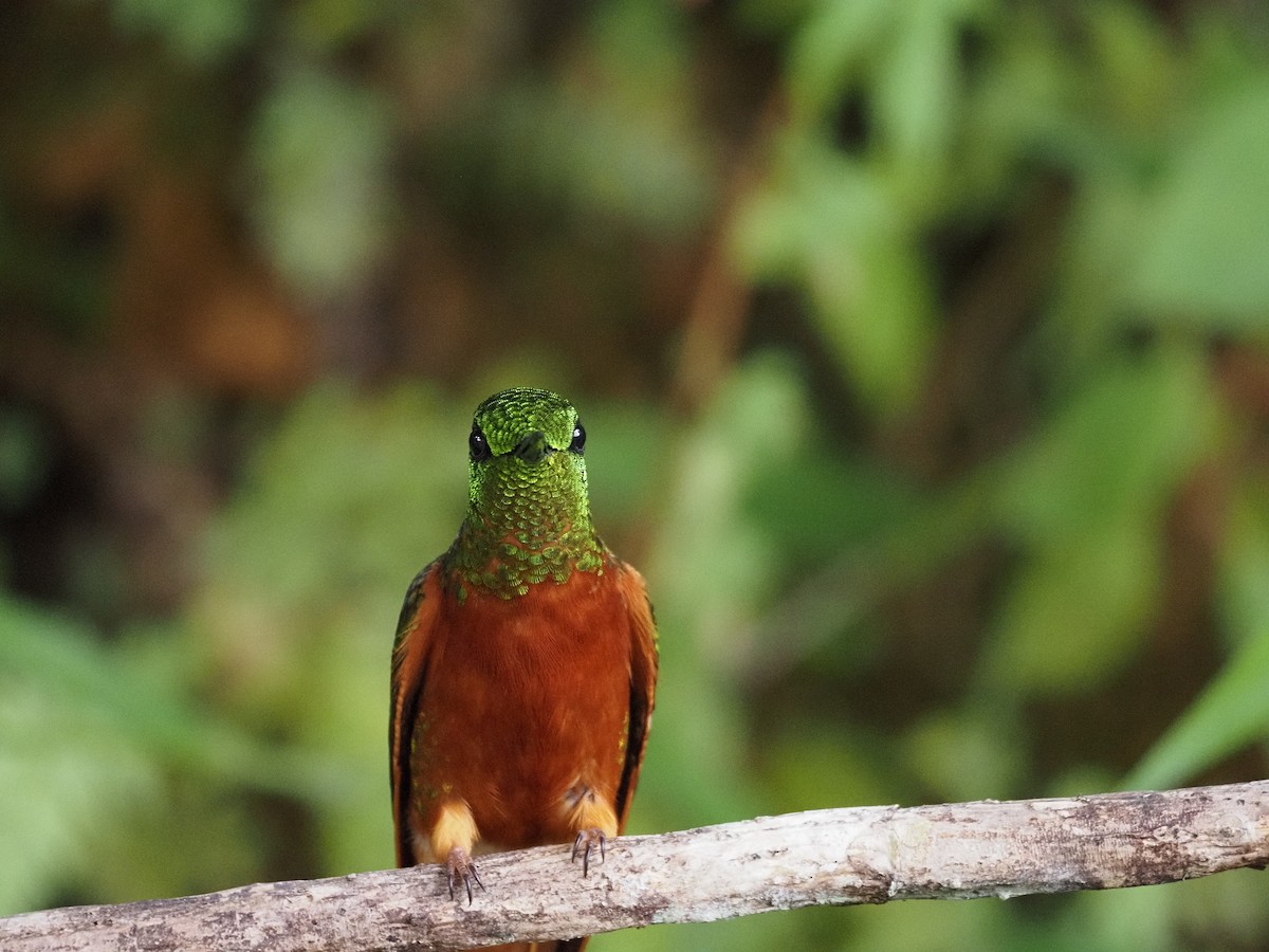 Chestnut-breasted Coronet - ML647592580