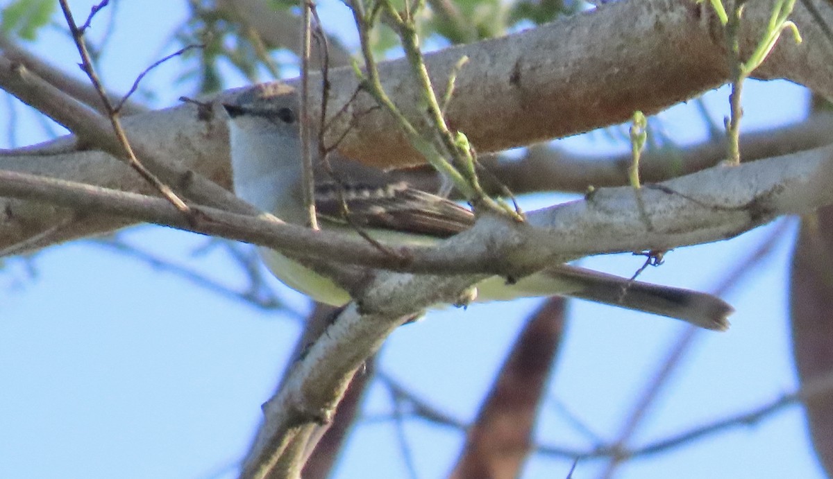 Panama Flycatcher - ML647592581