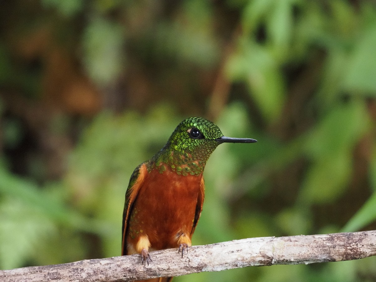 Chestnut-breasted Coronet - ML647592582