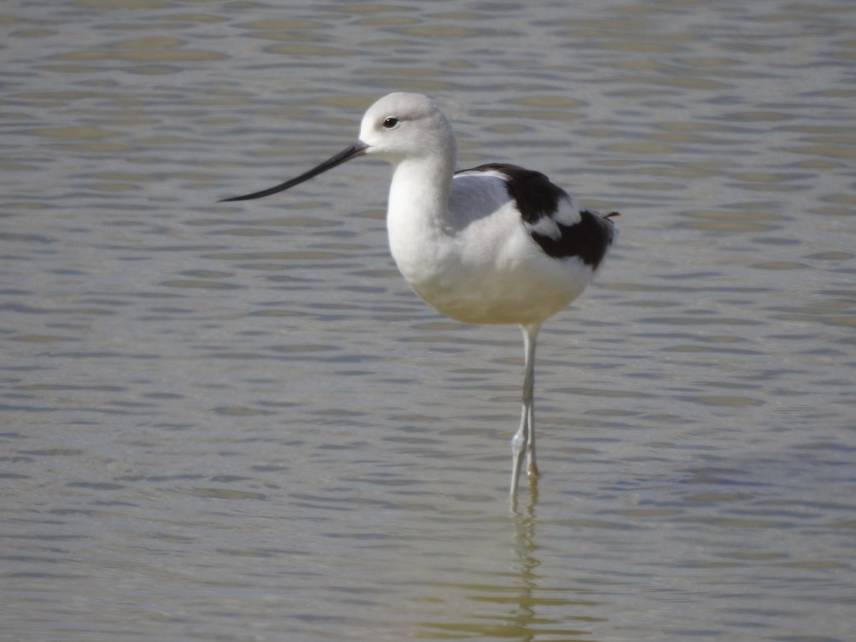 American Avocet - ML647592584