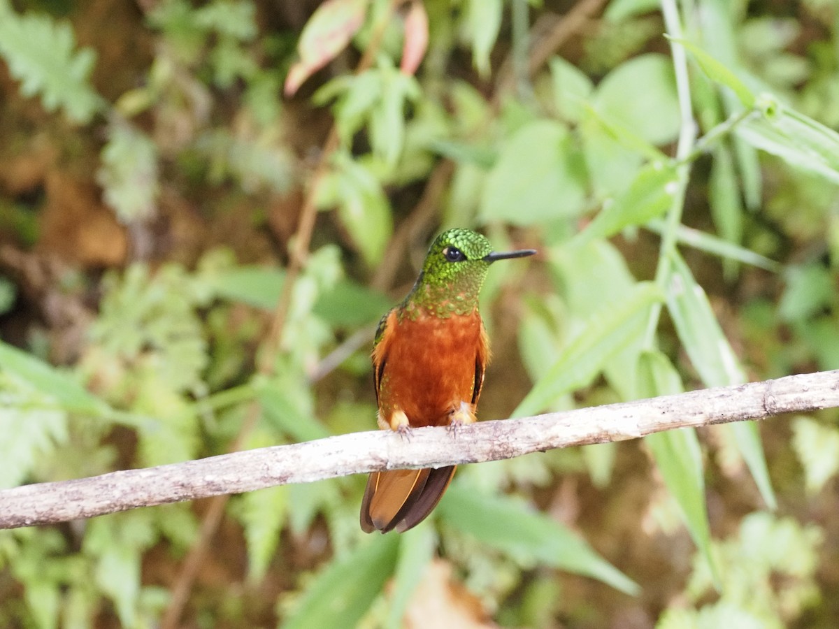 Chestnut-breasted Coronet - ML647592585