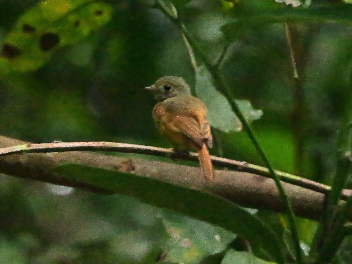 Ruddy-tailed Flycatcher - ML647592586
