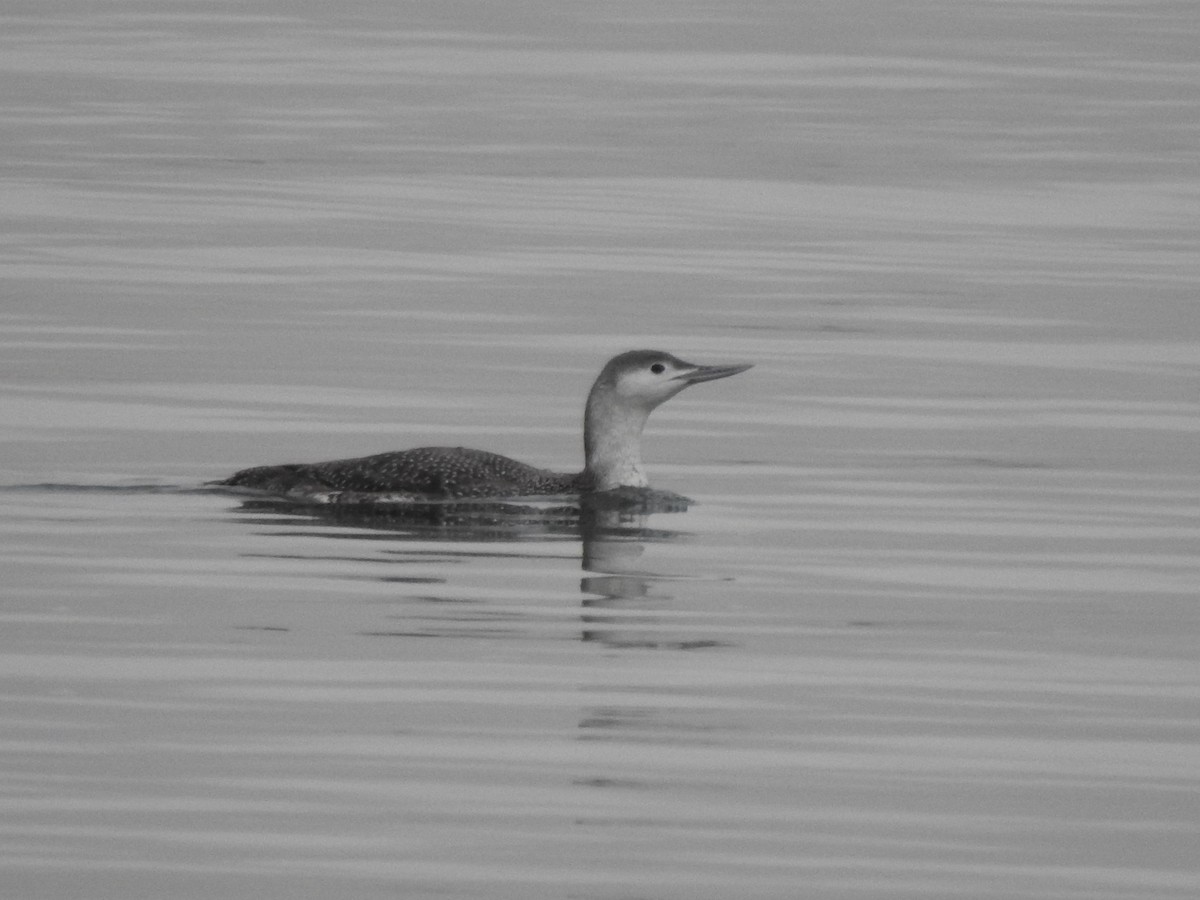 Red-throated Loon - ML647592587