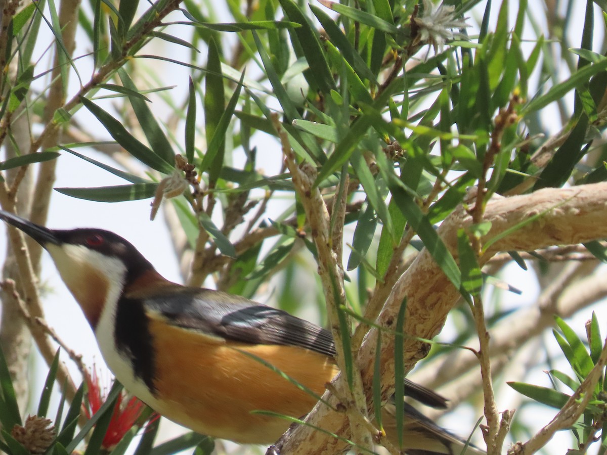 Eastern Spinebill - ML647592588