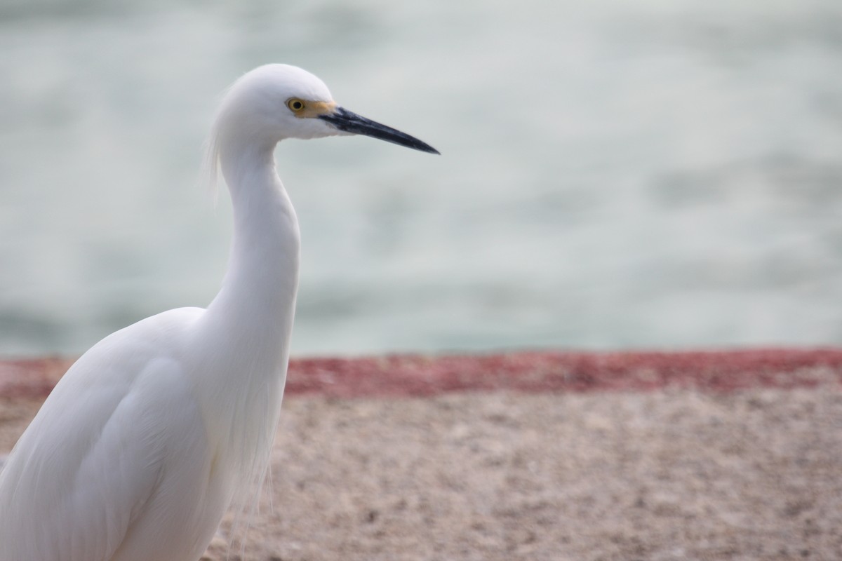 Snowy Egret - ML647592589