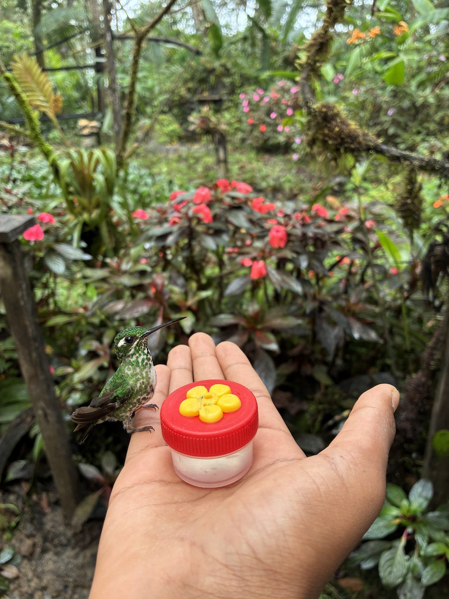 Purple-bibbed Whitetip - ML647592590