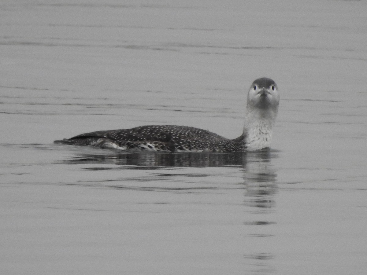Red-throated Loon - ML647592591