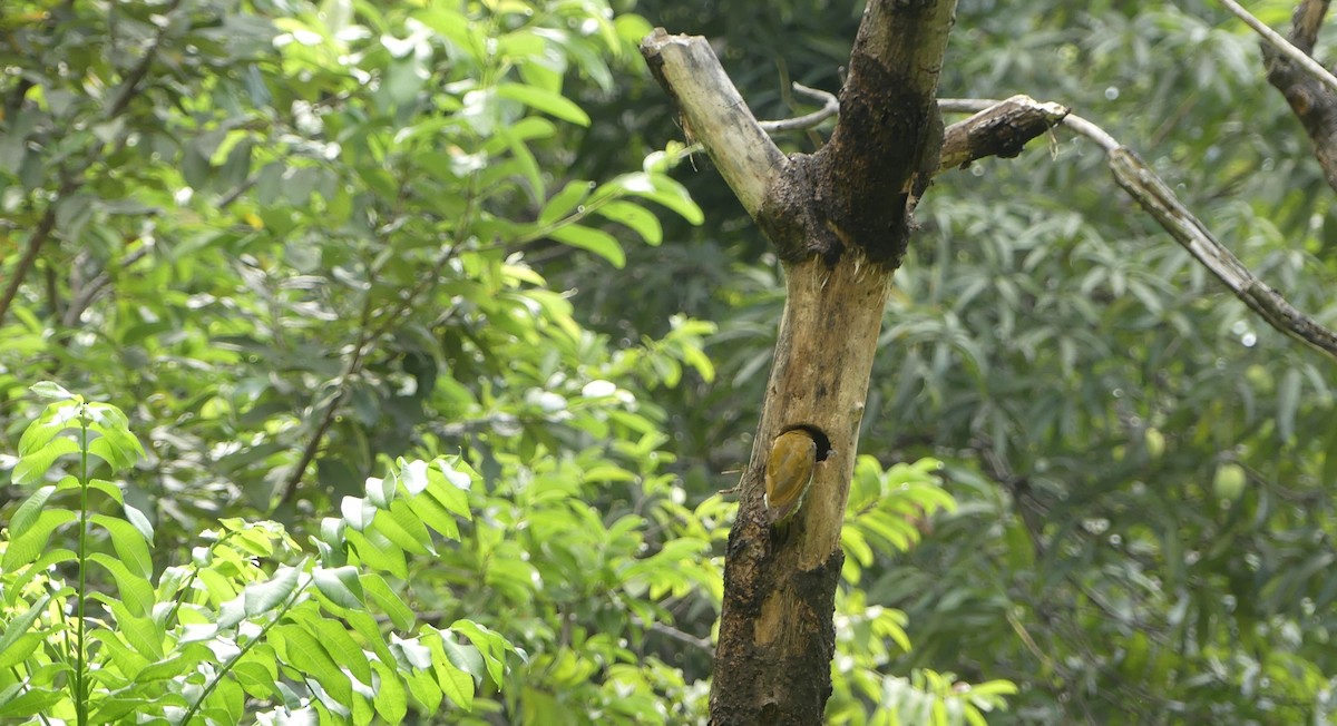 Golden-olive Woodpecker - ML647592597