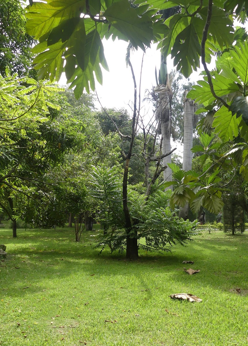 Golden-olive Woodpecker - ML647592598