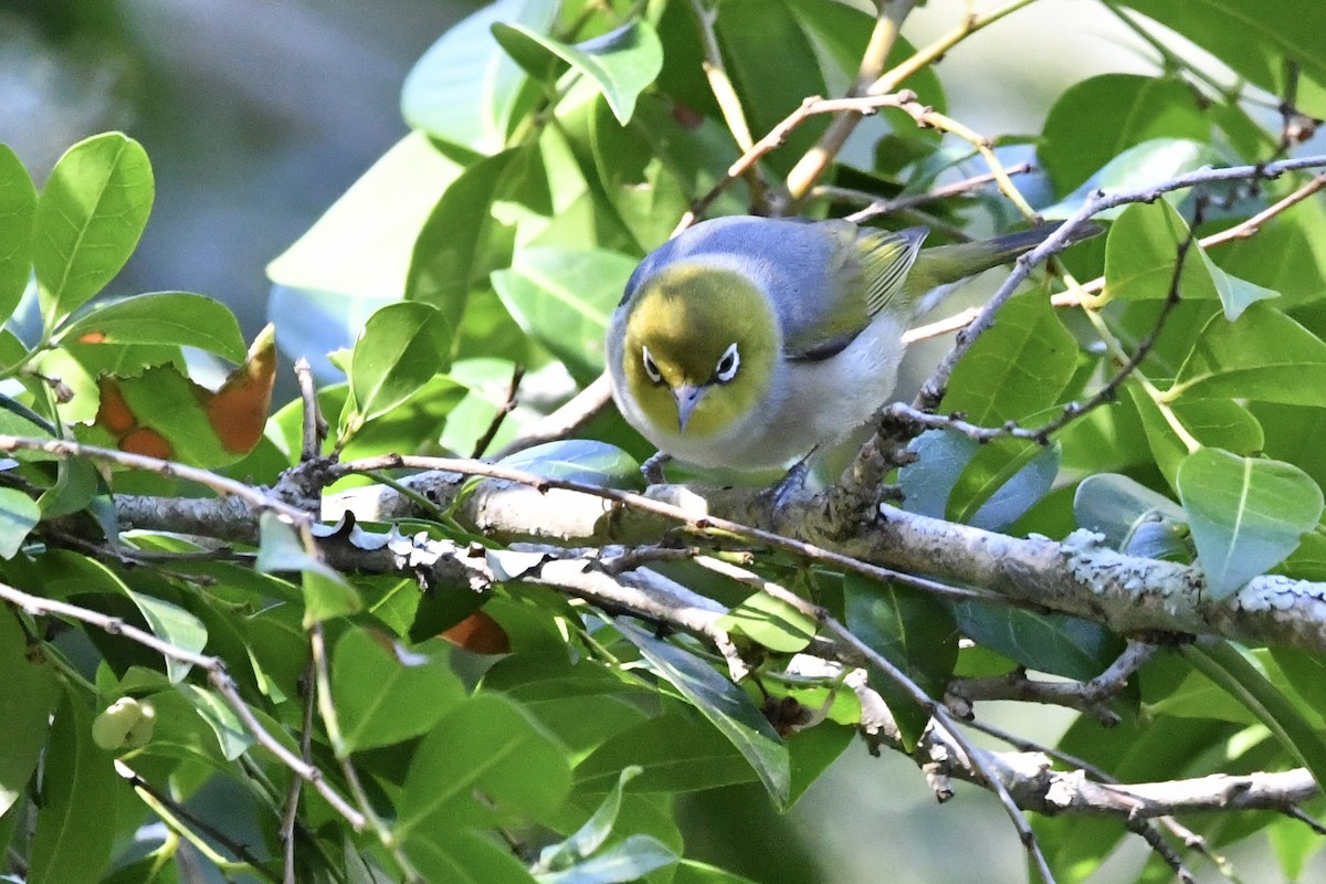 Silvereye - ML647592602