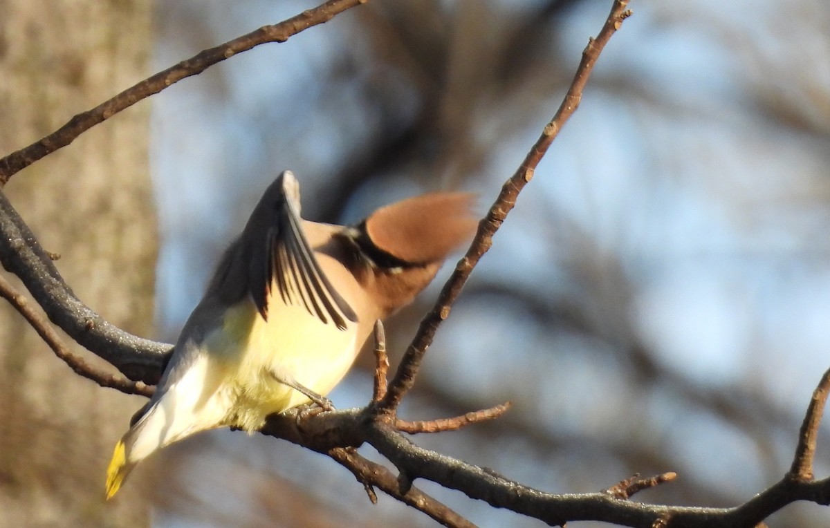 Cedar Waxwing - ML647592603