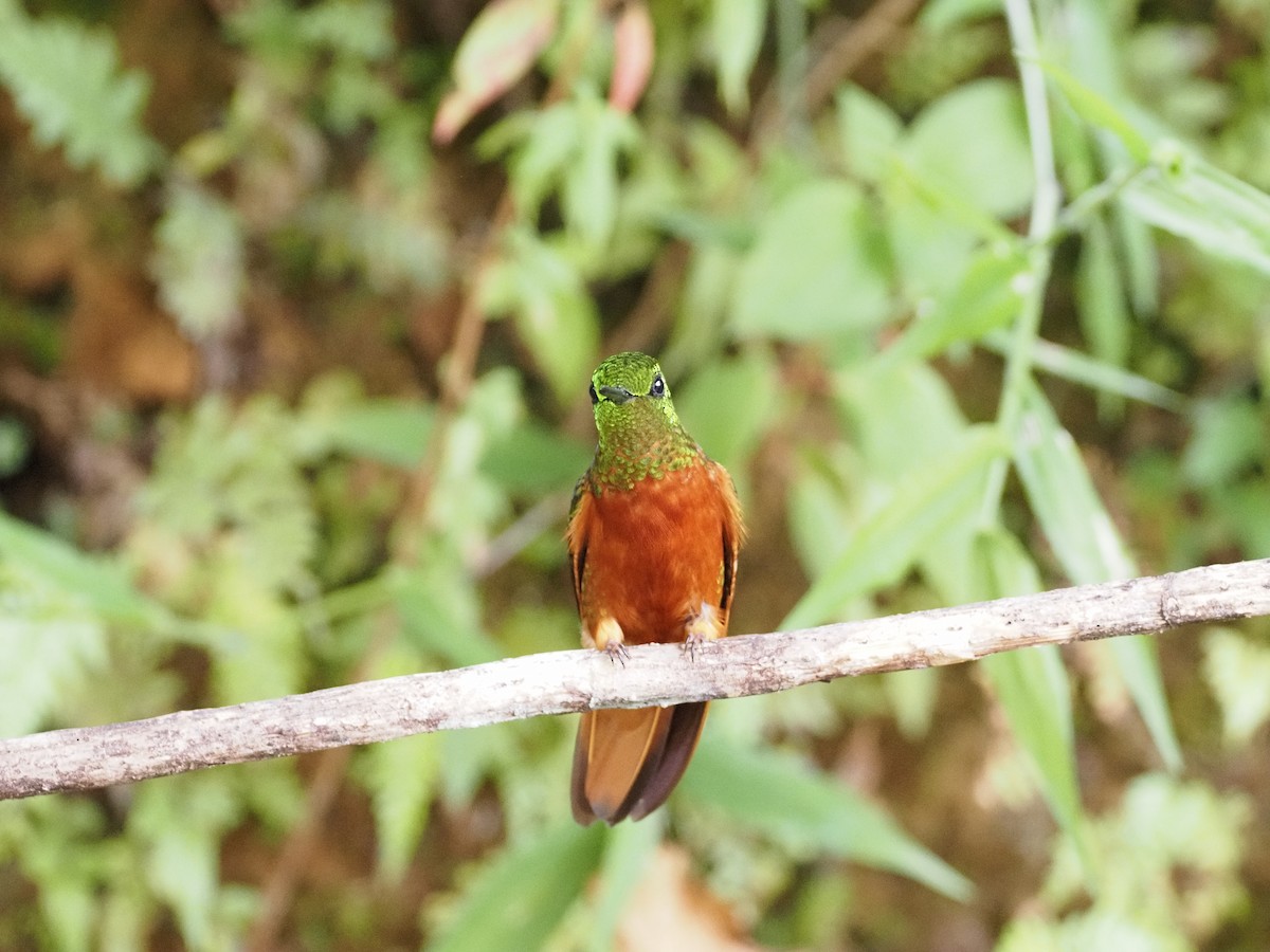 Chestnut-breasted Coronet - ML647592604