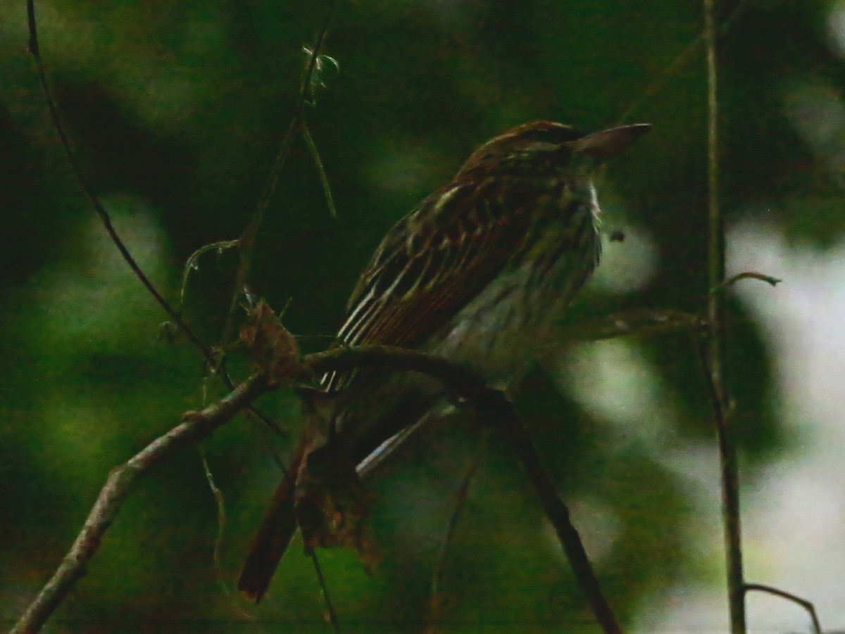 Streaked Flycatcher - ML647592605