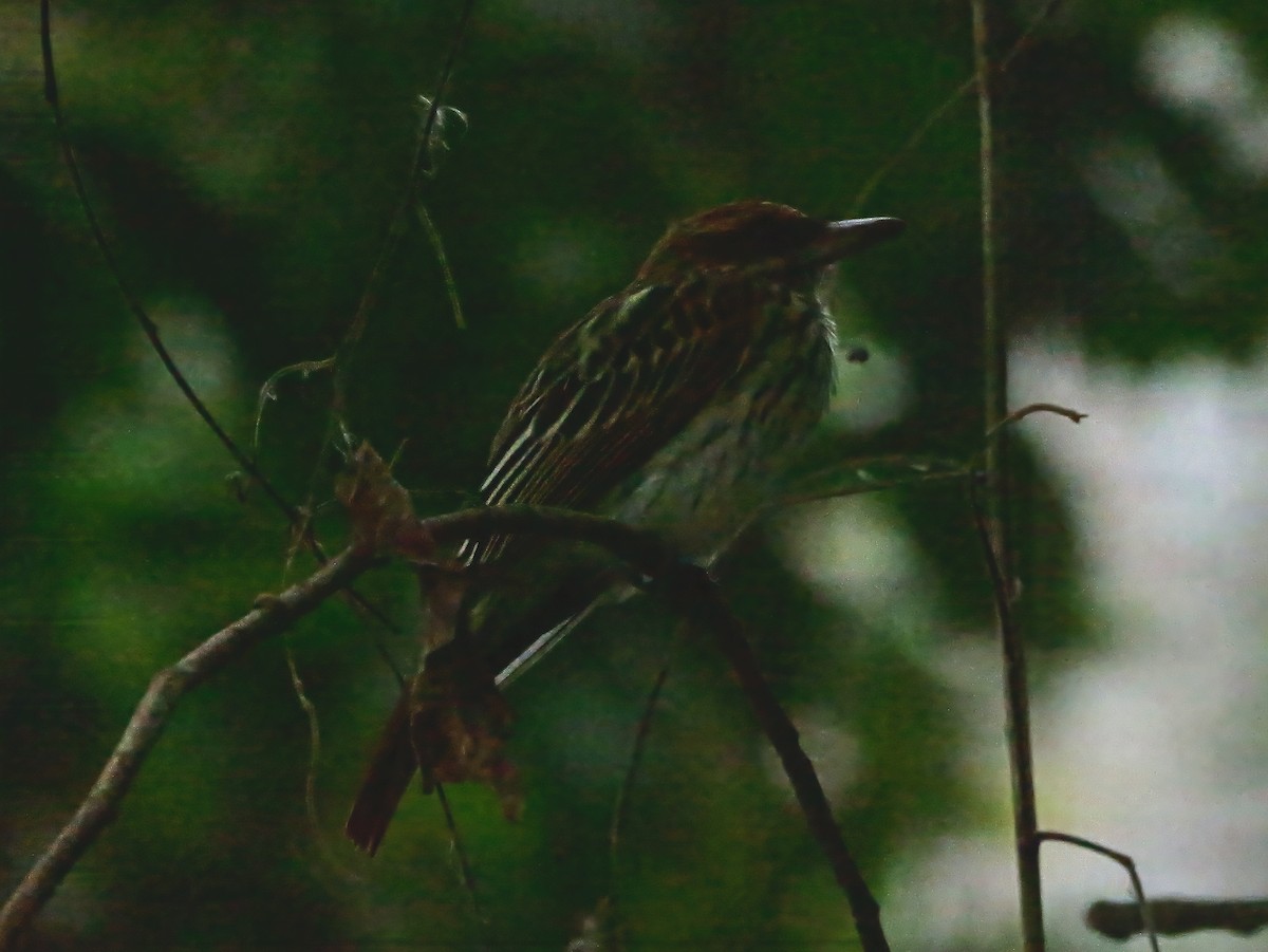 Streaked Flycatcher - ML647592606