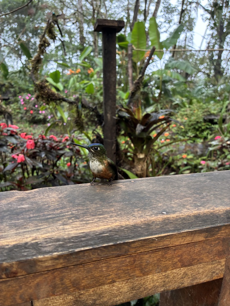 Violet-tailed Sylph - ML647592608