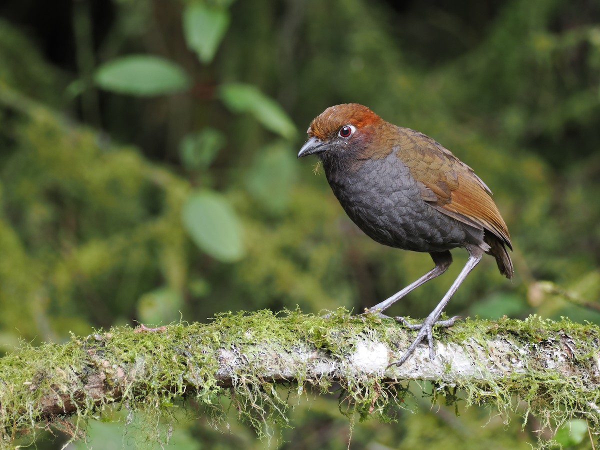 Chestnut-naped Antpitta - ML647592609