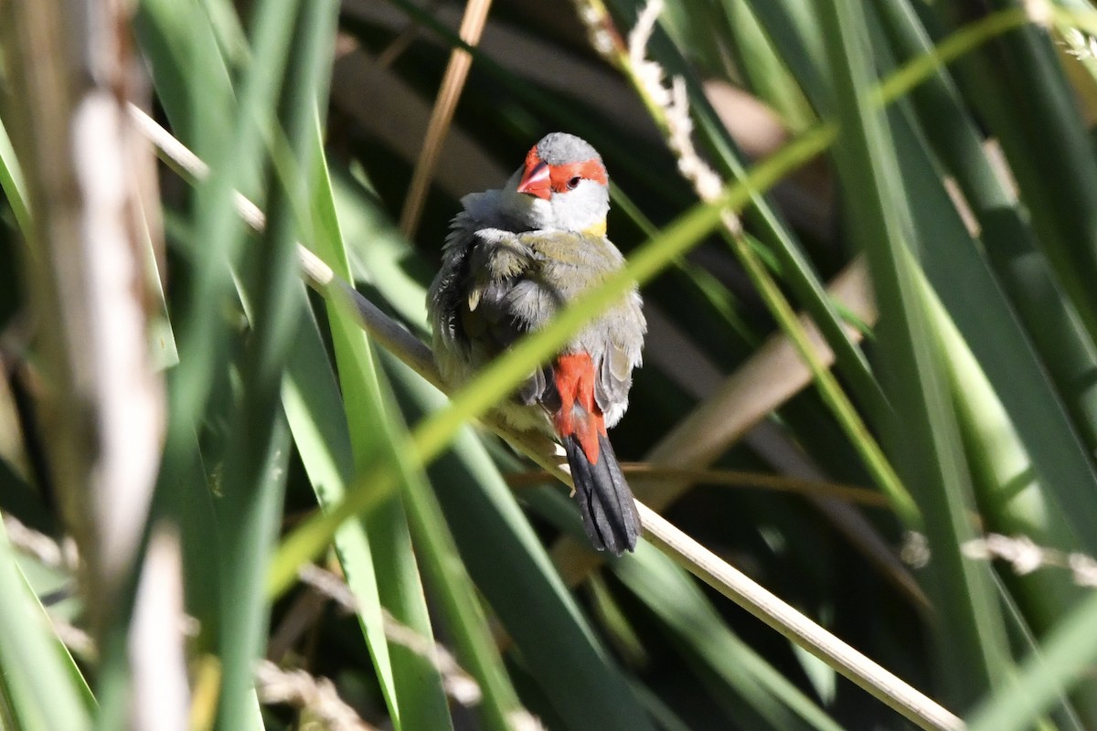 Red-browed Firetail - ML647592611