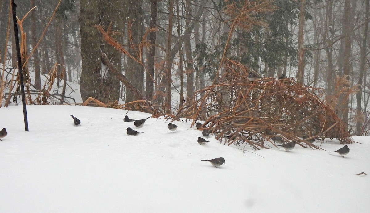 Dark-eyed Junco - ML647592612