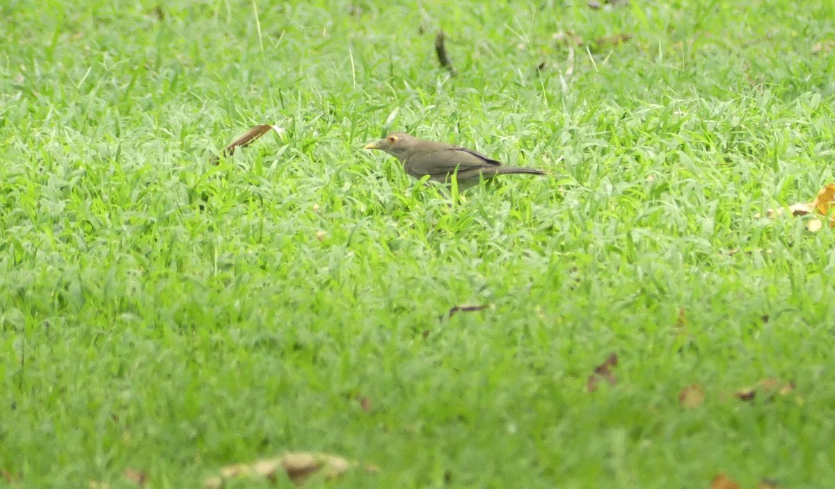 Ecuadorian Thrush - ML647592613