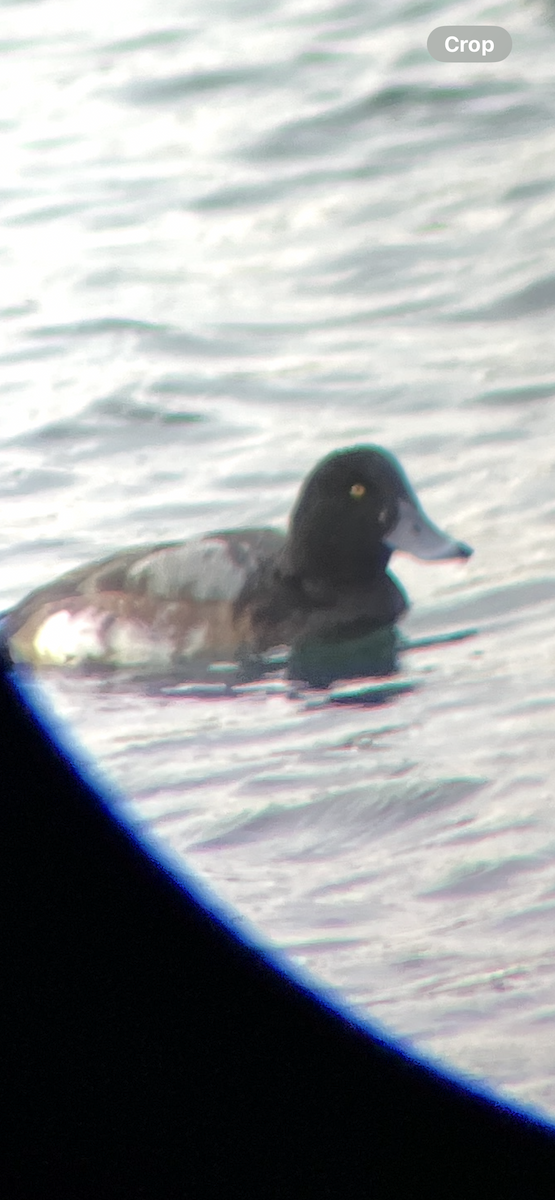 Greater Scaup - ML647592614