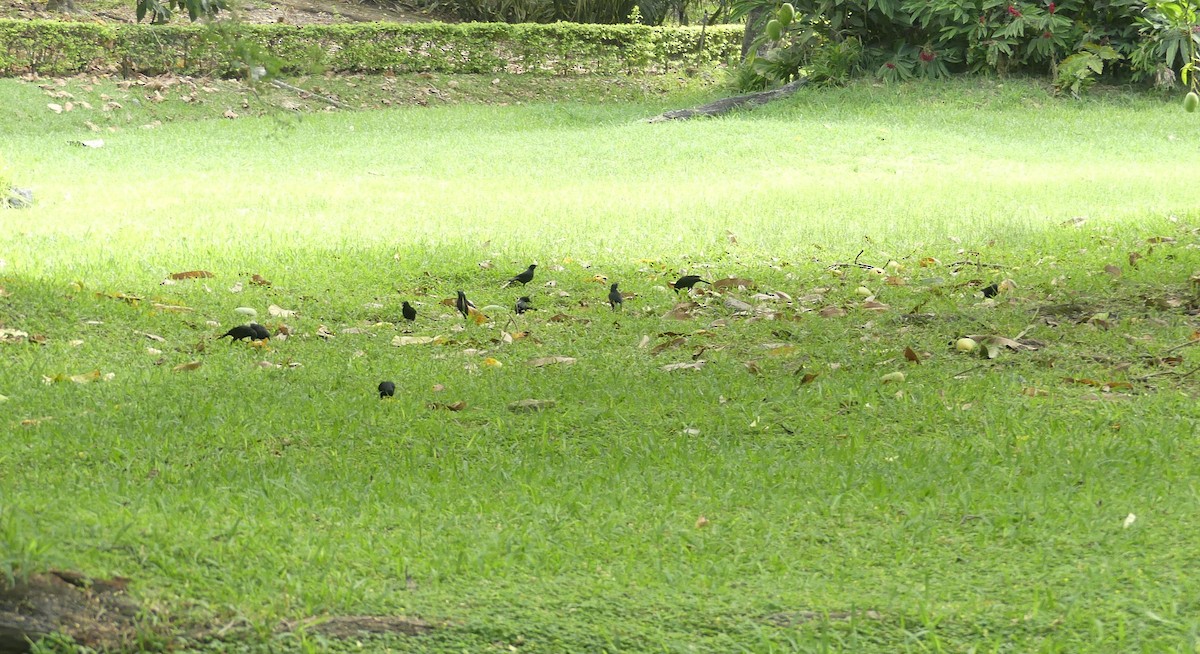 Scrub Blackbird - ML647592631