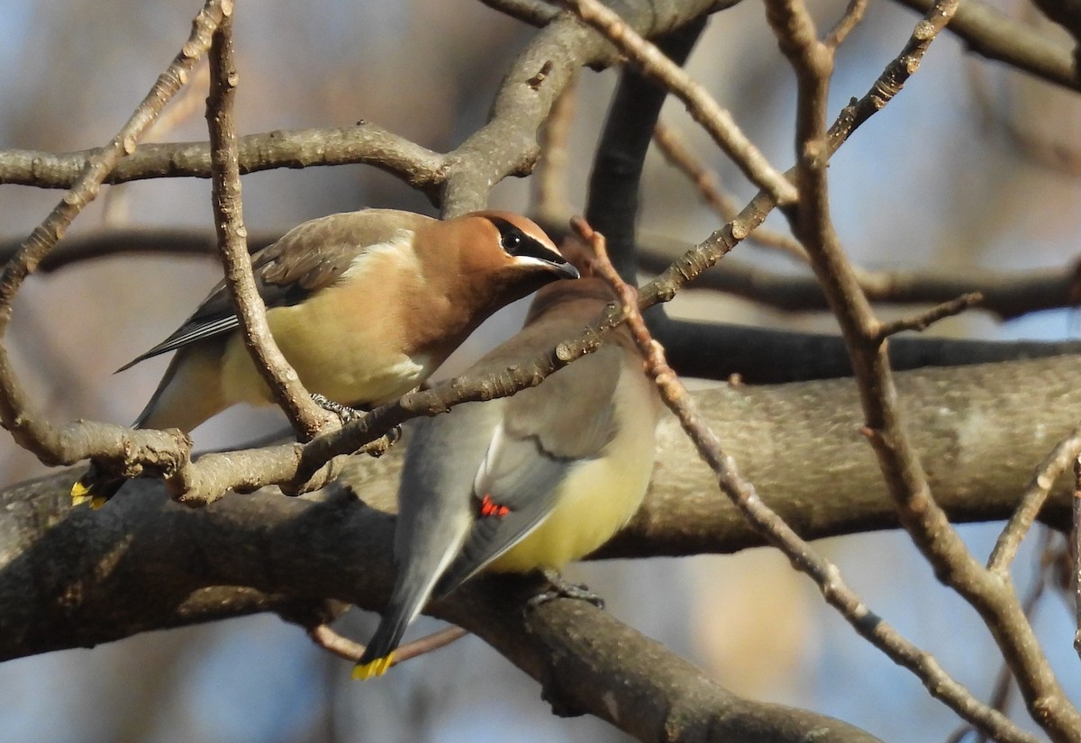 Sedir İpekkuyruğu - ML647592639