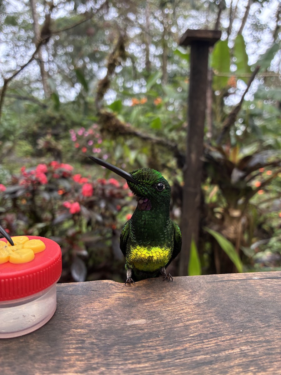 Empress Brilliant - ML647592647