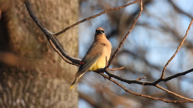 Омелюх американський - ML647592649