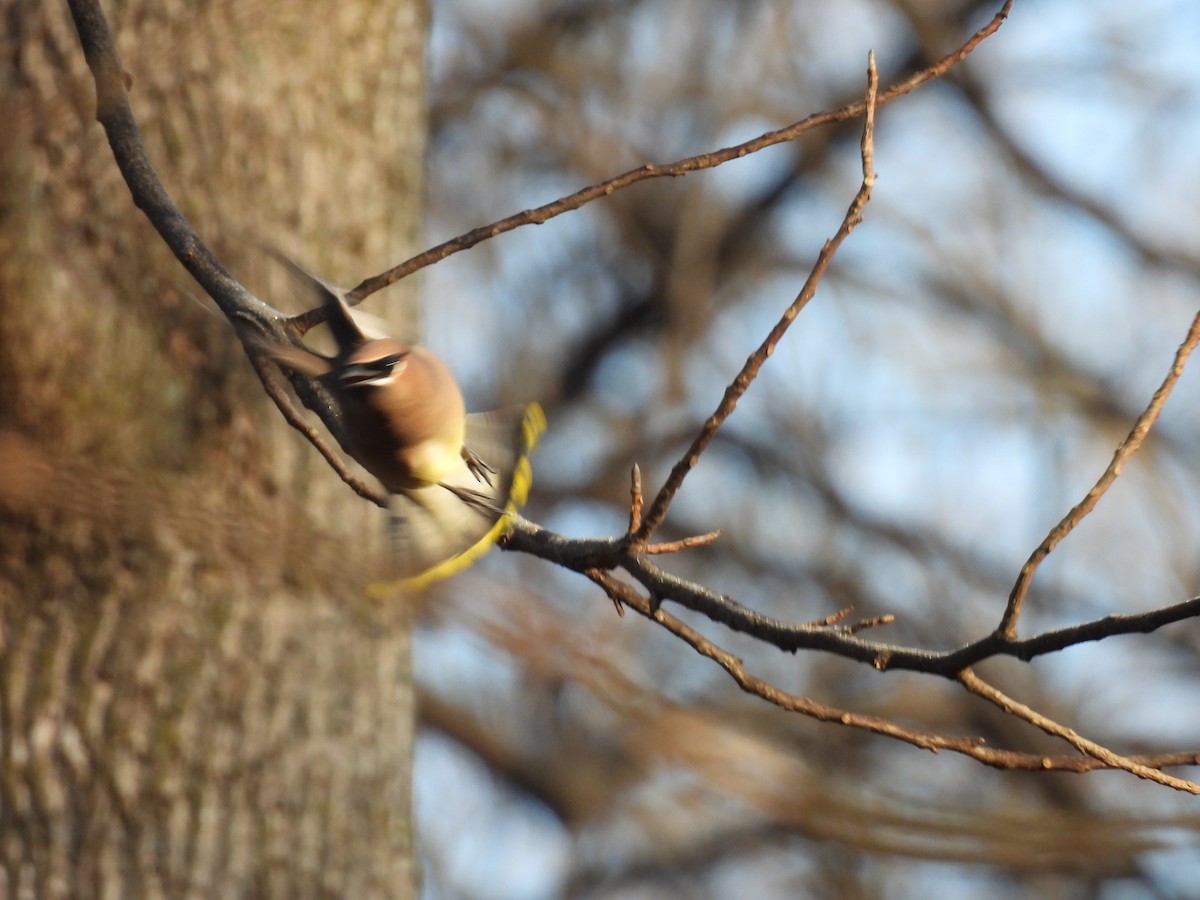 Sedir İpekkuyruğu - ML647592652