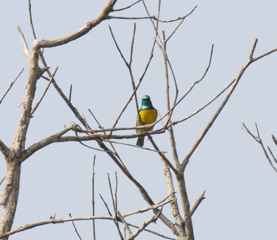 strdimil obojkový - ML647592653