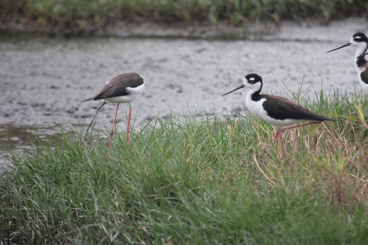 Black-necked Stilt (Black-necked) - ML647592654