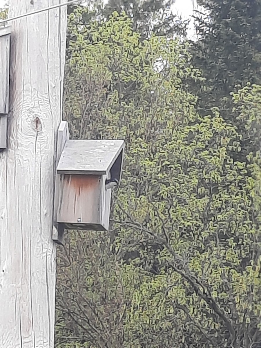 Tree Swallow - ML647592656