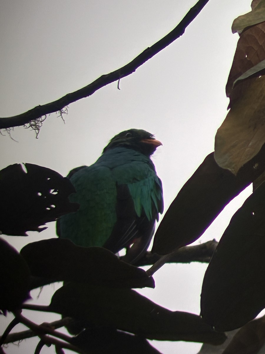 Quetzal doré - ML647592660