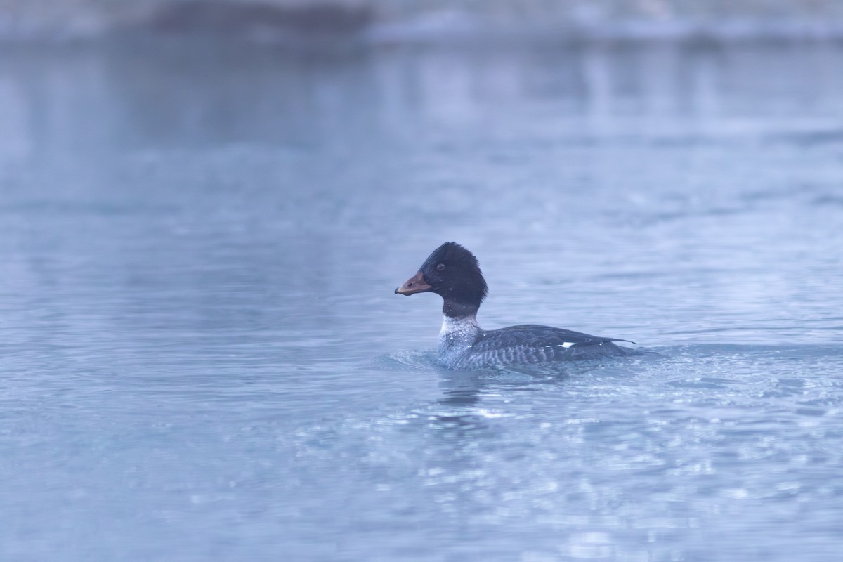 Barrow's Goldeneye - ML647592661