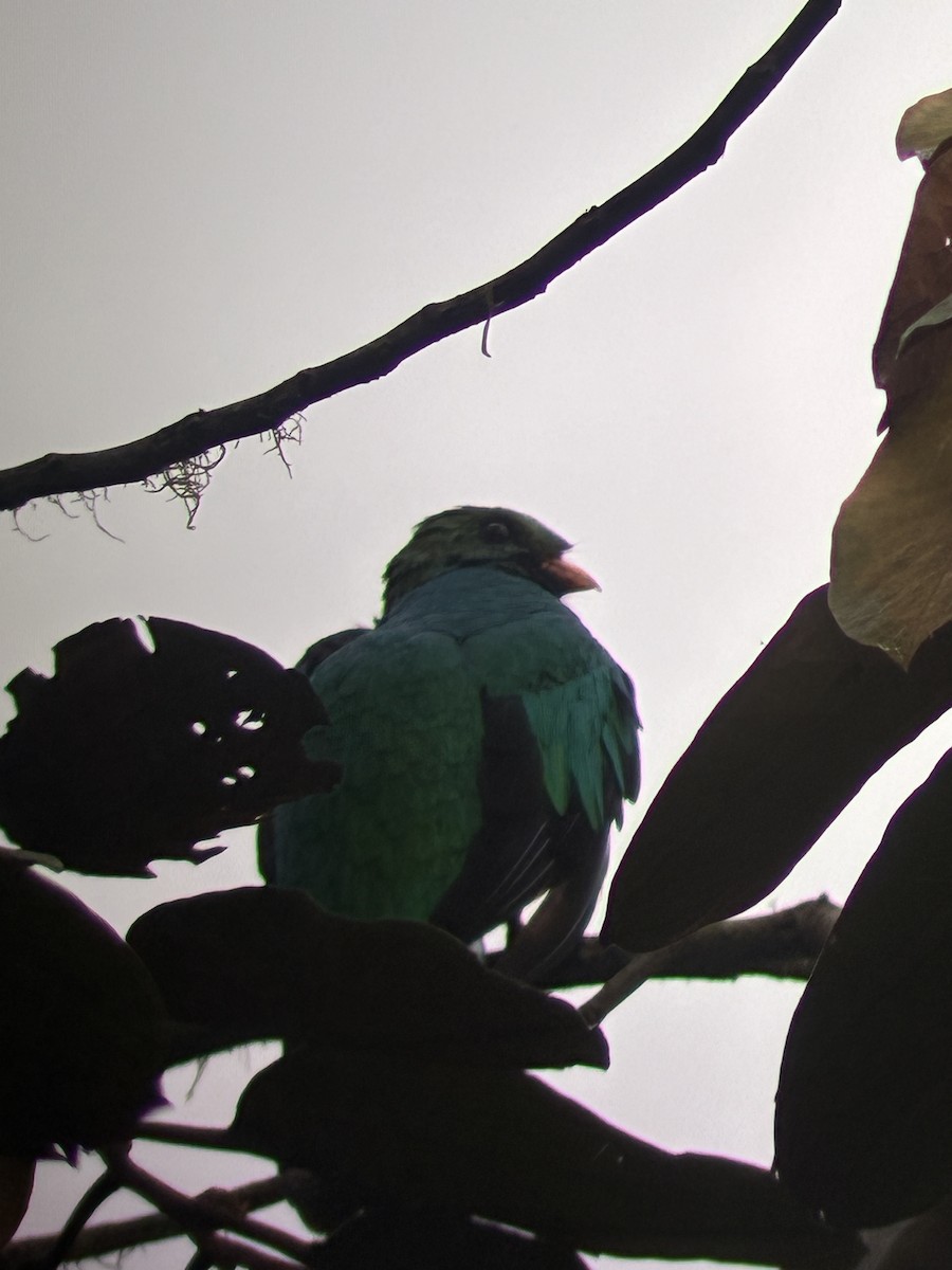 Quetzal doré - ML647592662