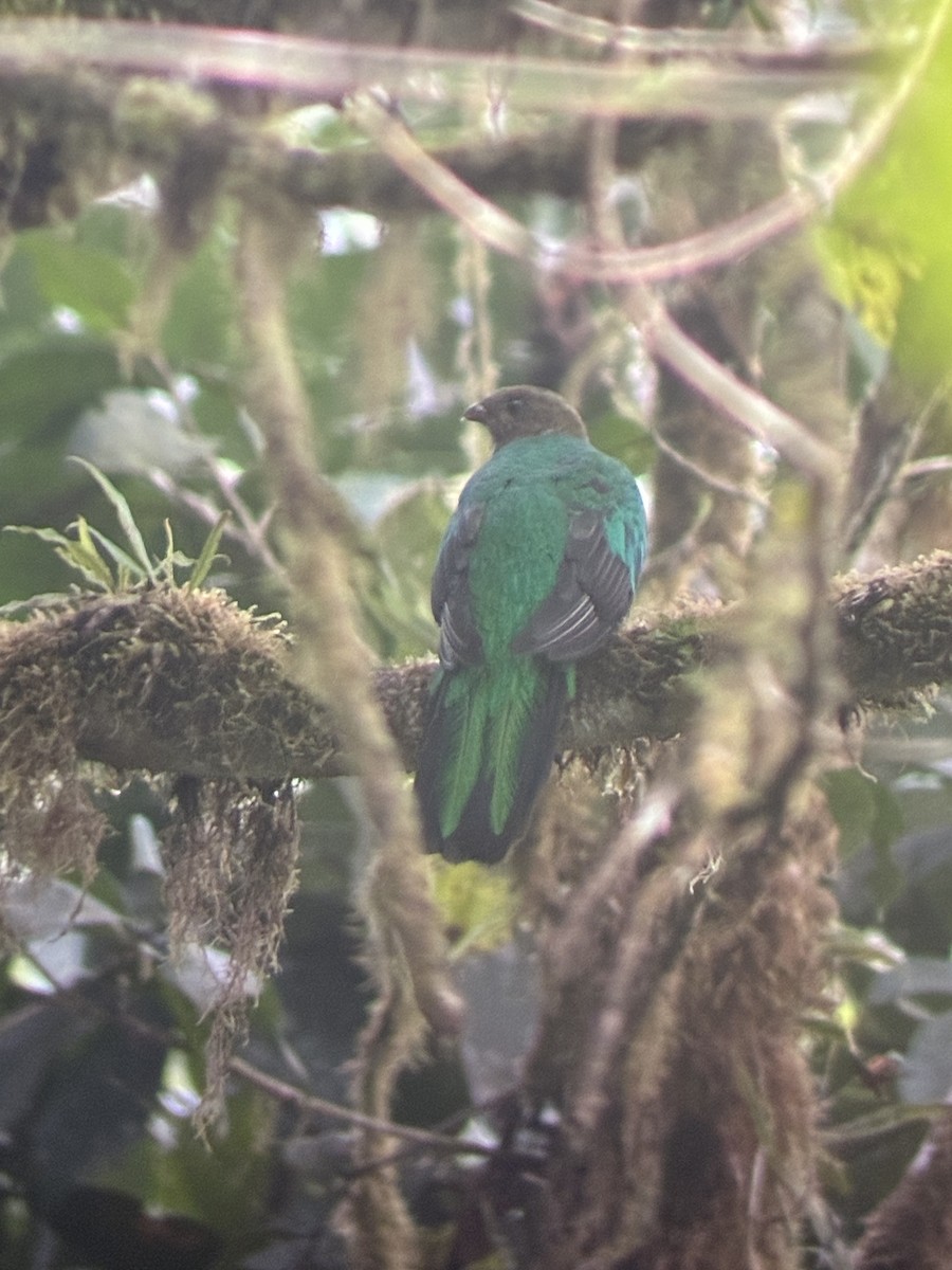 Quetzal doré - ML647592663