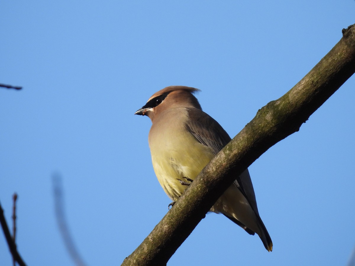 Sedir İpekkuyruğu - ML647592664
