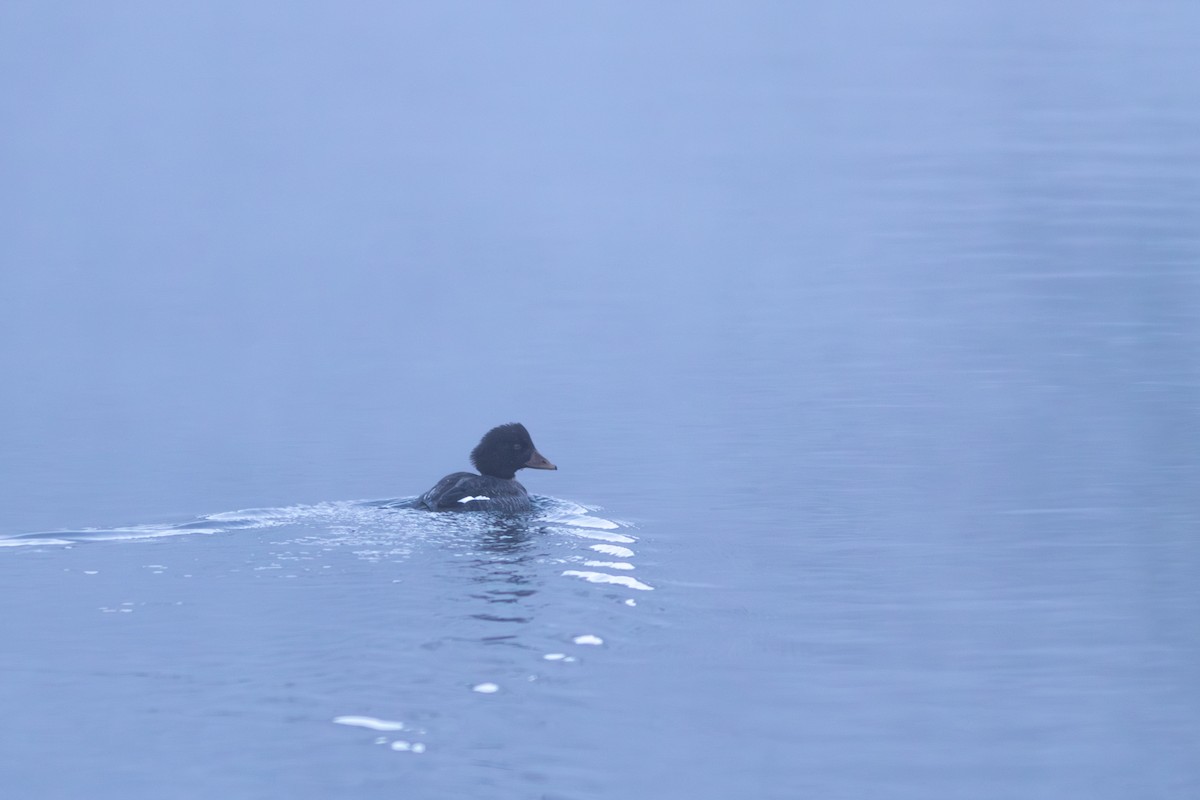 Barrow's Goldeneye - ML647592666