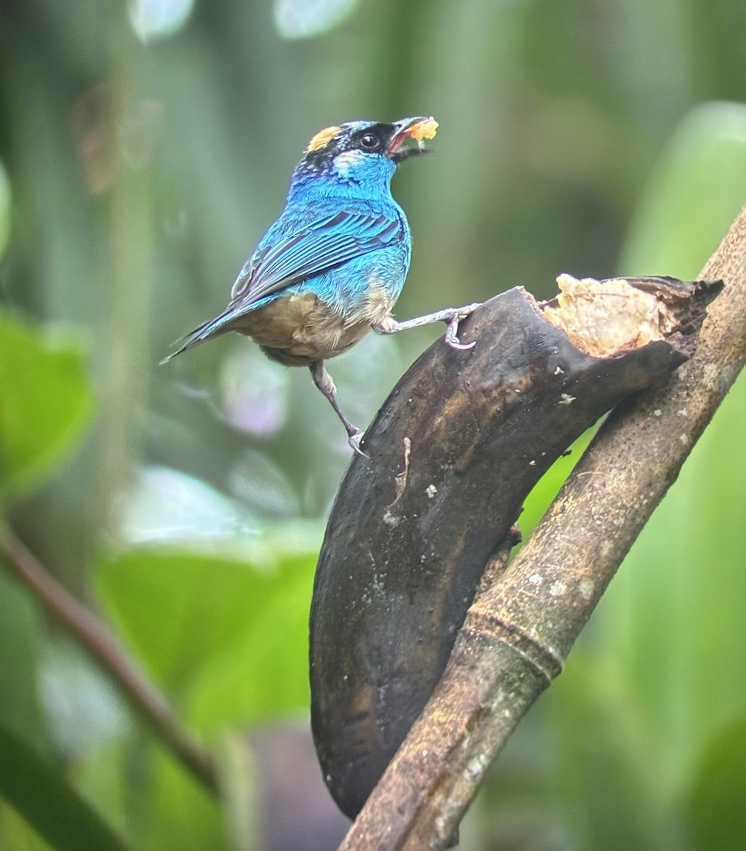 Golden-naped Tanager - ML647592687
