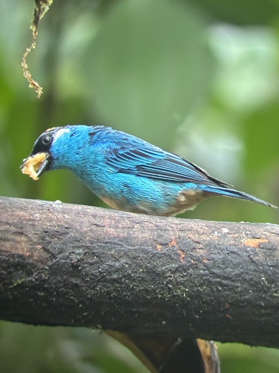 Golden-naped Tanager - ML647592688