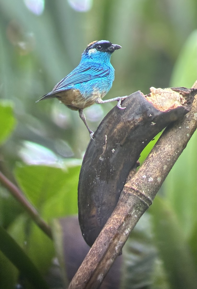 Golden-naped Tanager - ML647592689