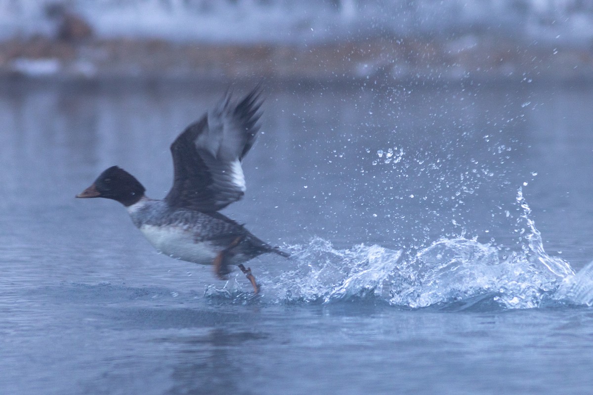 Barrow's Goldeneye - ML647592692