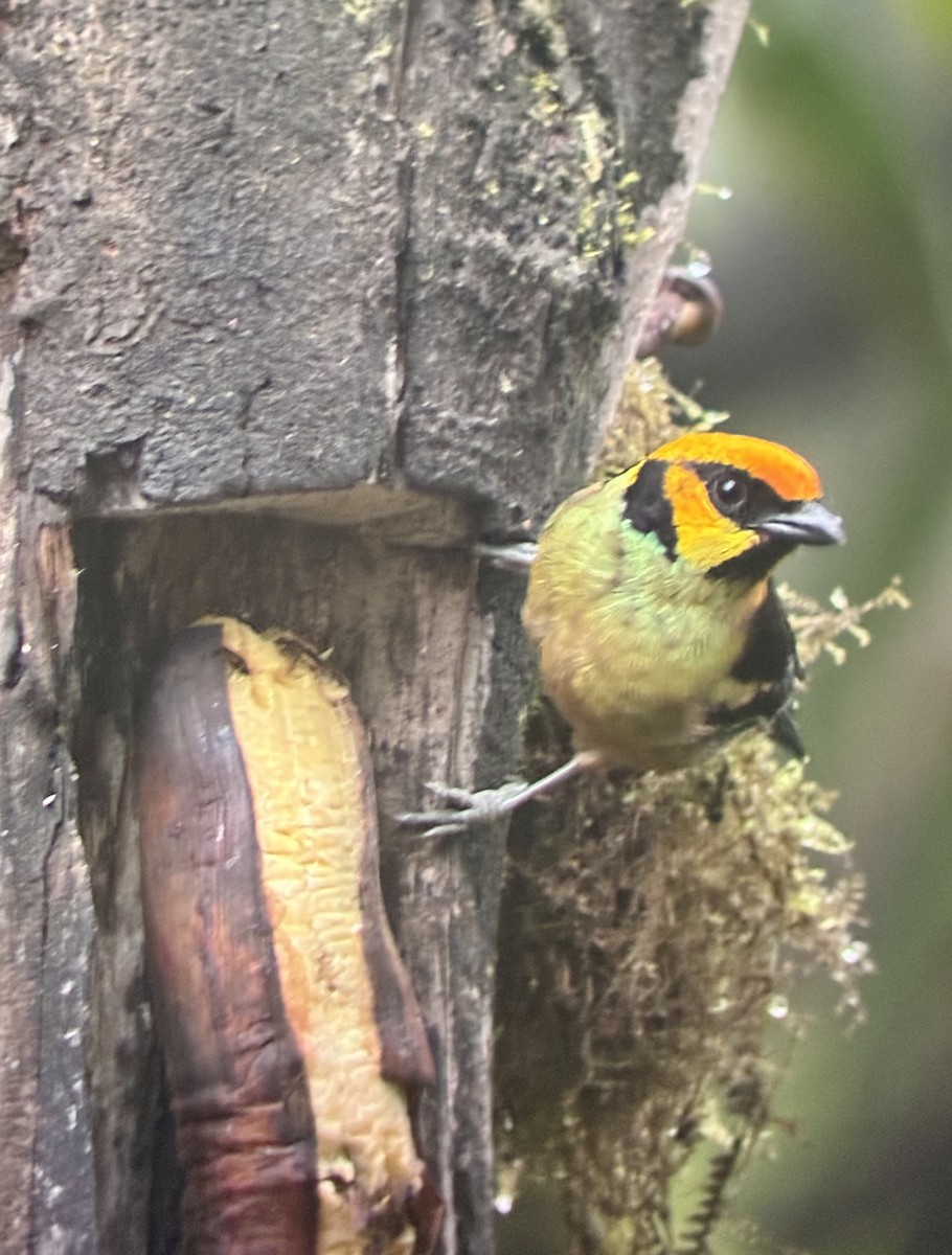 Flame-faced Tanager - ML647592694