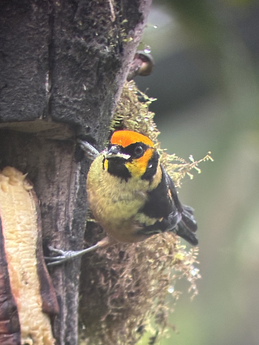 Flame-faced Tanager - ML647592695