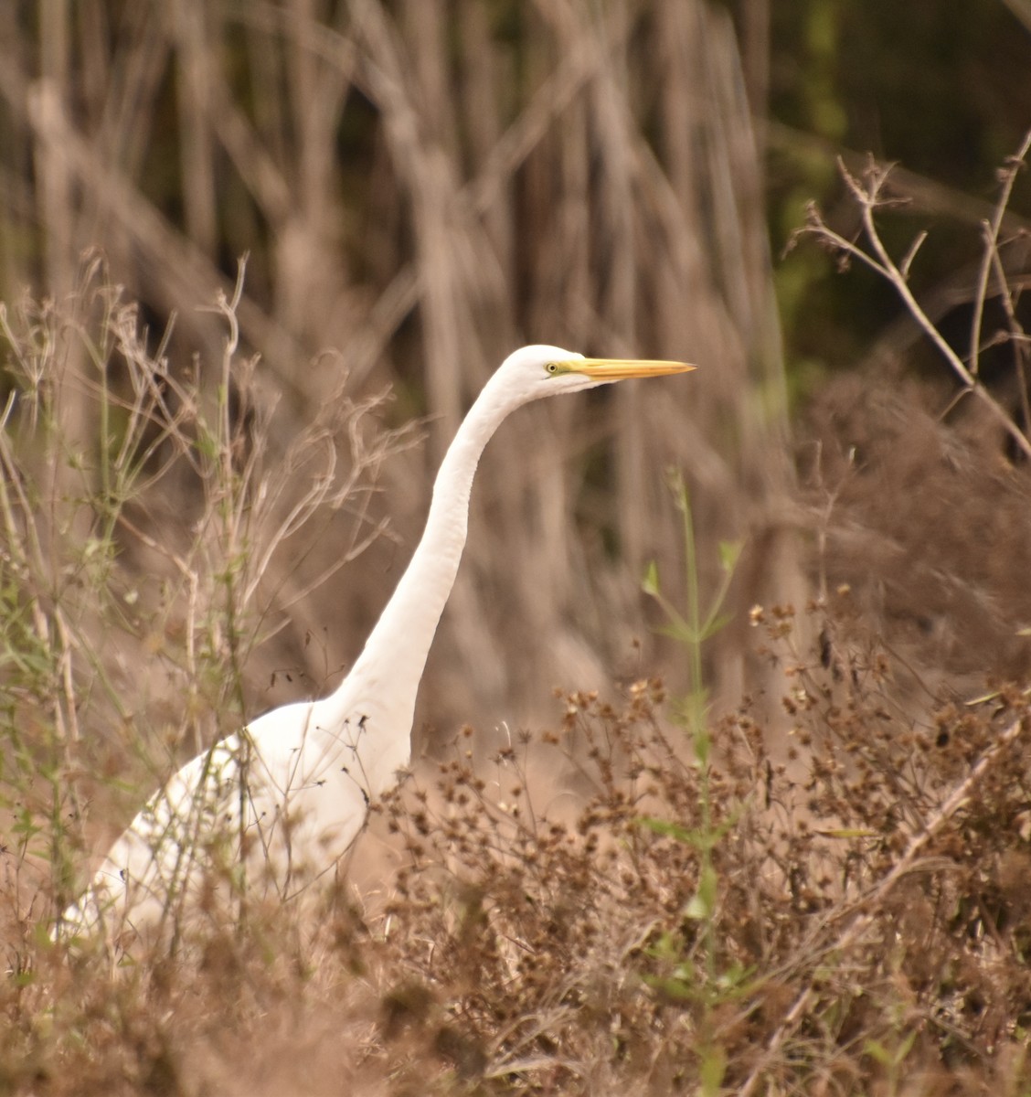 Great Egret - ML647592697