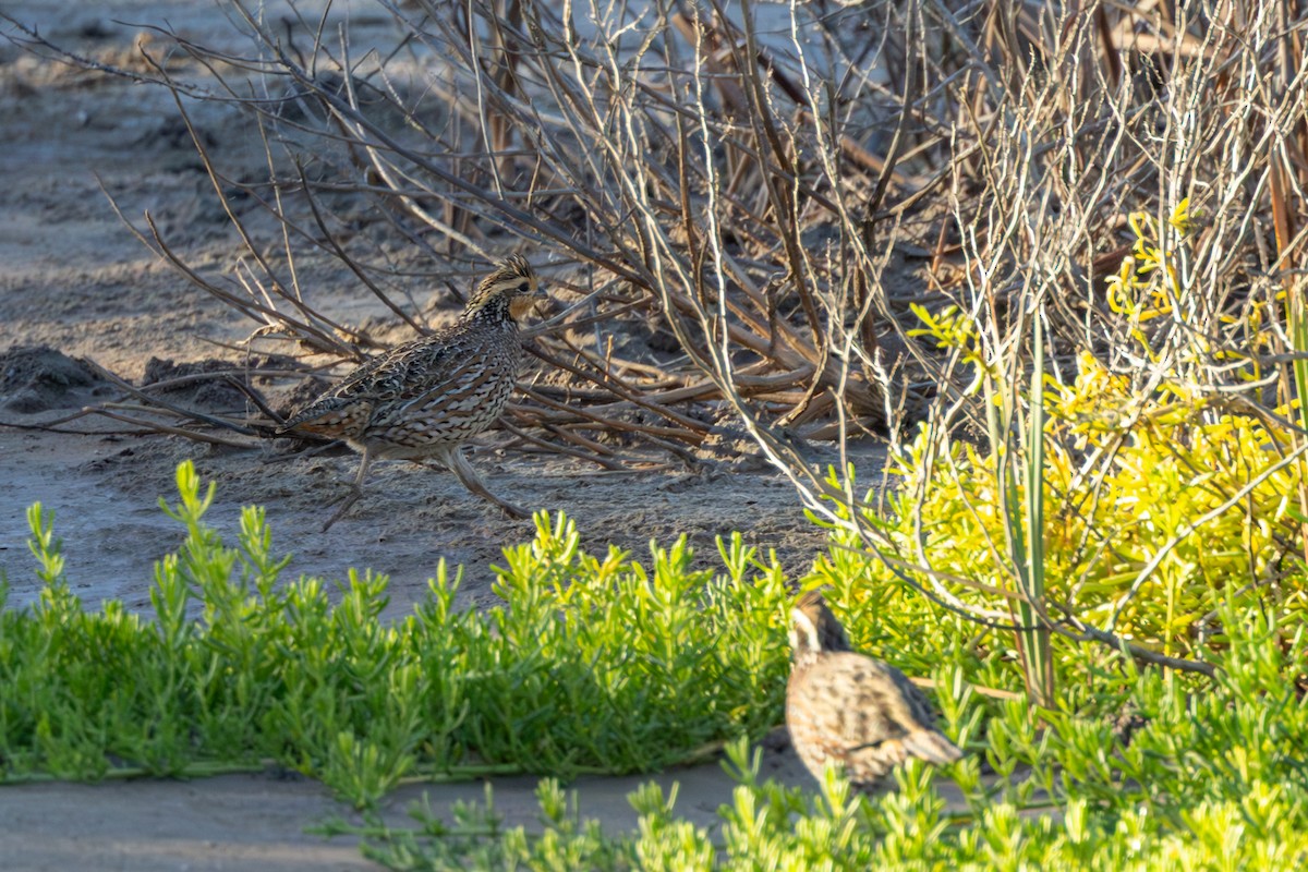 Northern Bobwhite (Eastern) - ML647592699